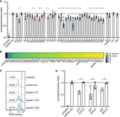 Comparative analysis of the impact of 40 adenovirus types on dendritic cell activation and CD8+ T cell proliferation capacity for the identification of favorable immunization vector candidates